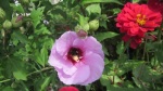 bee inside the rose of sharon flower