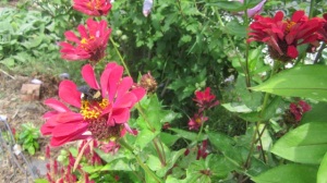 bee on a zinnia flower