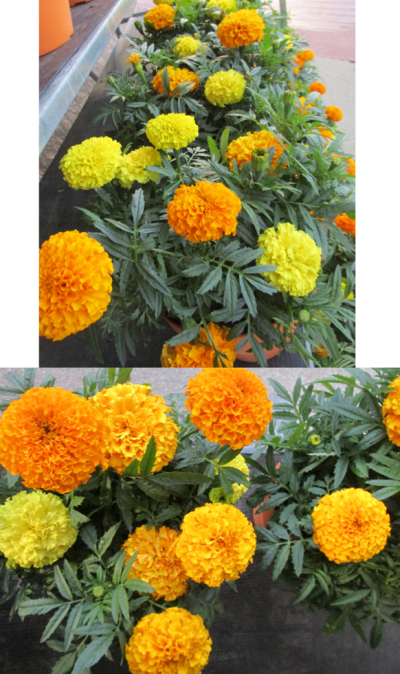 orange marigolds priorhouse 2014