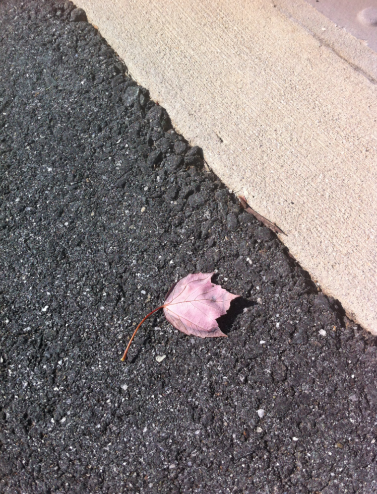 the single leaf on ground = nwframeofmind one world project