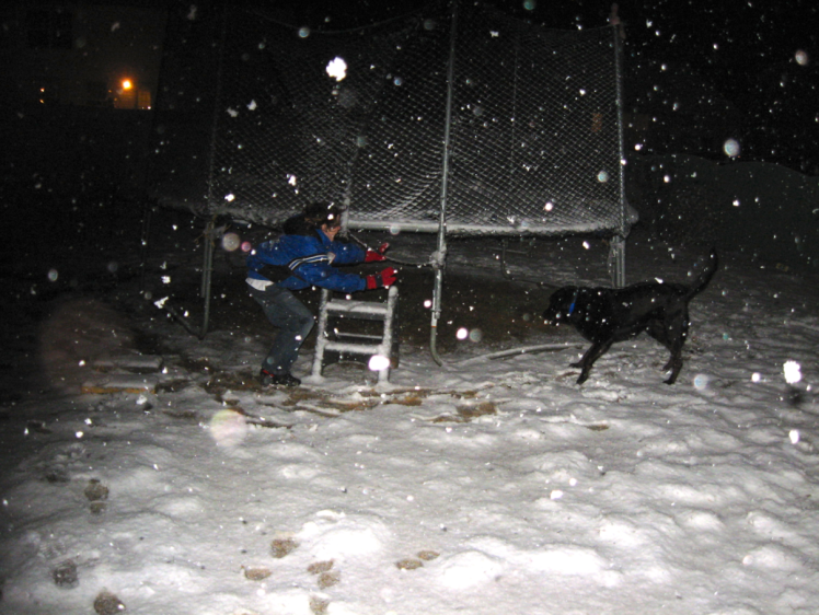 lab in snow at night