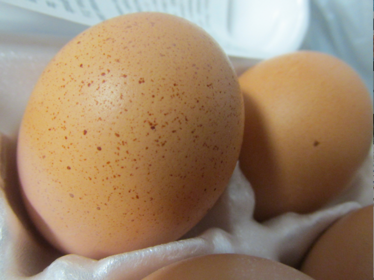 egg - large brown spotted egg
