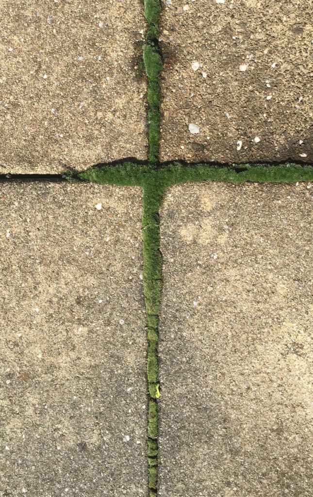 moss cross in ground