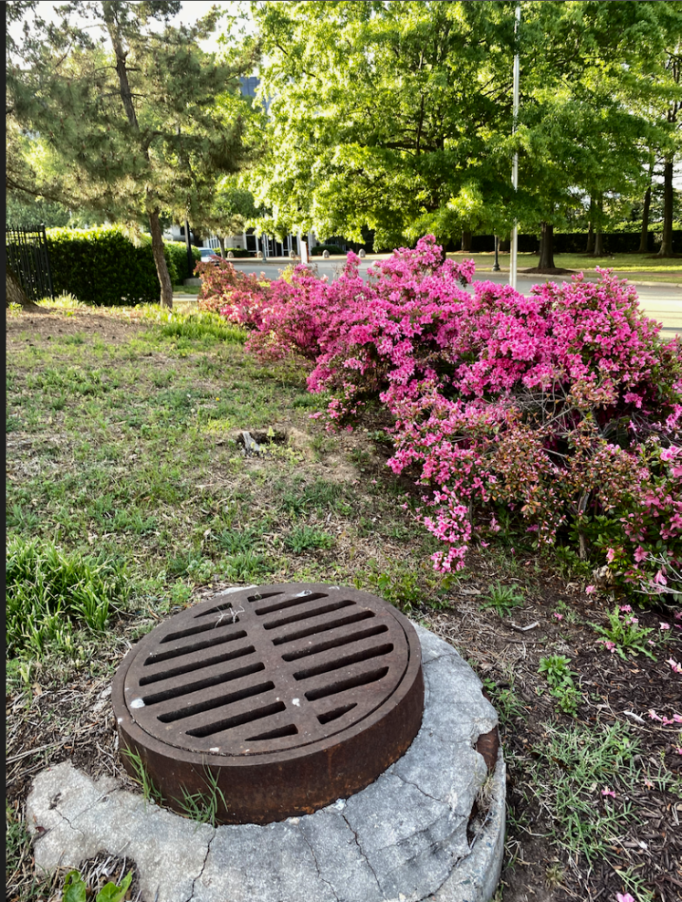 blooms- azalea and sewer drain
