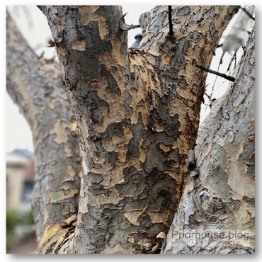 tree square bark texture 1