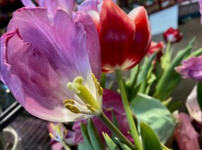 flowers-tulip half left -priorhouse-2022