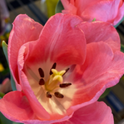 flowers-tulip inside look -priorhouse-2022