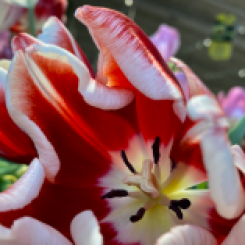 flowers-tulip tasty red and white--priorhouse-2022