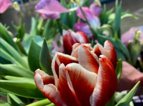 flowers-tulip top-priorhouse-2022