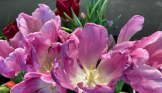 flowers-tulips light pink harmony vibe -priorhouse-2022